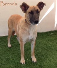 Medium Photo #1 German Shepherd Dog-Unknown Mix Puppy For Sale in San Diego, CA, USA