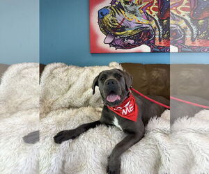 Mutt Dogs for adoption in Goodyear, AZ, USA