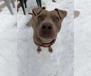 Mutt Dogs for adoption in Elmsford, NY, USA