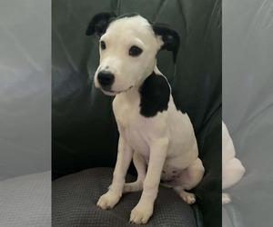 Mutt Dogs for adoption in Sheboygan, WI, USA