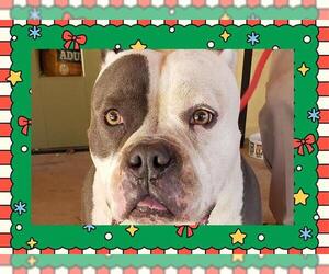American Bulldog Dogs for adoption in Ojai, CA, USA