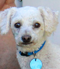 Bichon Frise Dogs for adoption in Antioch, CA, USA