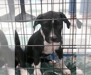 Bullypit Dogs for adoption in Oklahoma City, OK, USA