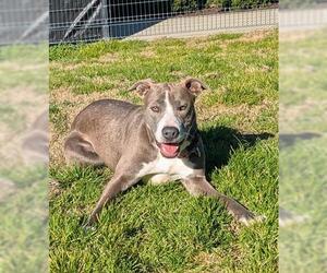 Mutt Dogs for adoption in San Martin, CA, USA