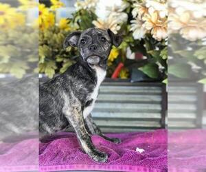 Mutt Dogs for adoption in Los Banos, CA, USA