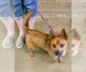 Finnish Spitz Dogs for adoption in Pampa, TX, USA