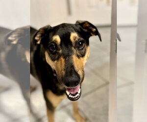 Mutt Dogs for adoption in Royse City, TX, USA