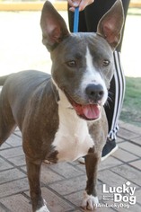 Small American Staffordshire Terrier Mix