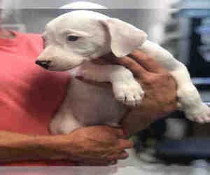 Medium Photo #1 Treeing Walker Coonhound Puppy For Sale in Fort Walton Beach, FL, USA