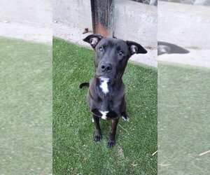 American Bulldog-Labrador Retriever Mix Dogs for adoption in Toronto, Ontario, Canada