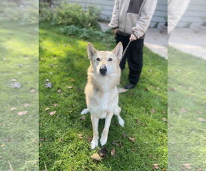 Siberian Husky-Unknown Mix Dogs for adoption in St. Cloud, MN, USA