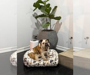 Bulldog Dogs for adoption in Menifee, CA, USA