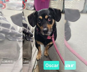 Chiweenie Dogs for adoption in Richmond, IN, USA