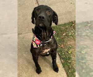 Labrador Retriever Dogs for adoption in Tulsa, OK, USA