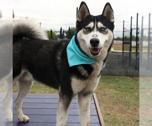 - Mix Dogs for adoption in San Antonio, TX, USA