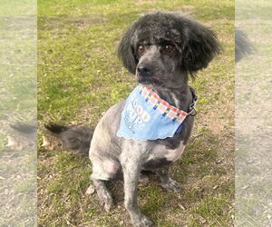 Miniature Schnauzer-Poodle (Miniature) Mix Dogs for adoption in Phoenix, AZ, USA