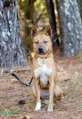Medium Photo #1 Carolina Dog-Unknown Mix Puppy For Sale in Social Circle, GA, USA