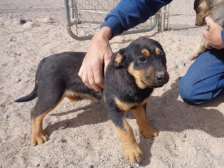 Australian Shepherd-Unknown Mix Dogs for adoption in Golden Valley, AZ, USA