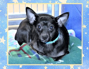 Chihuahua-Unknown Mix Dogs for adoption in San Jacinto, CA, USA