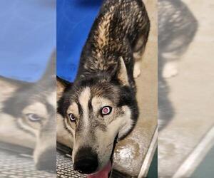 Siberian Husky Dogs for adoption in Newton, NC, USA