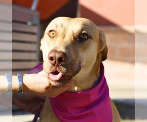 Labrador Retriever-Unknown Mix Dogs for adoption in San Antonio, TX, USA