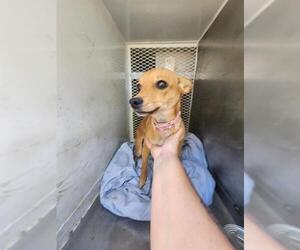Chihuahua Dogs for adoption in Bakersfield, CA, USA