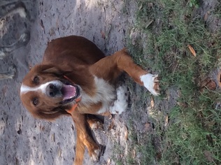 Golden Irish Dogs for adoption in New Smyrna Beach, FL, USA
