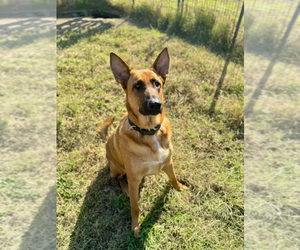 German Shepherd Dog-Unknown Mix Dogs for adoption in Imlay City, MI, USA