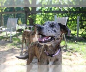 Catahoula Leopard Dog Dogs for adoption in Chestertown, MD, USA