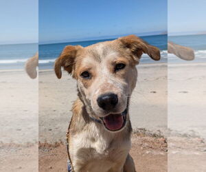 Mutt Dogs for adoption in San Diego, CA, USA