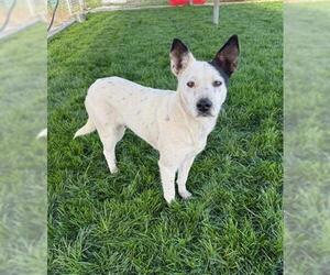 Mutt Dogs for adoption in Bakersfield, CA, USA