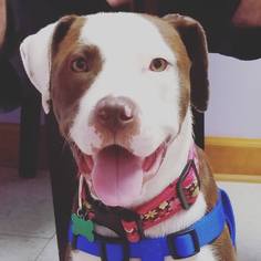 American Pit Bull Terrier Dogs for adoption in Greenville, SC, USA