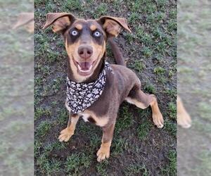 Doberman Pinscher-Unknown Mix Dogs for adoption in Bakersfield, CA, USA