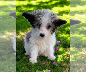 Poodle (Standard)-Spaniel Mix Dogs for adoption in Anchorage, AK, USA