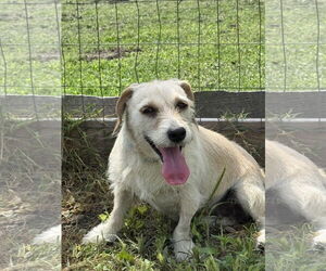 Chihuahua-Unknown Mix Dogs for adoption in Virginia Beach, VA, USA