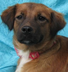 Mutt Dogs for adoption in Cuba, NY, USA