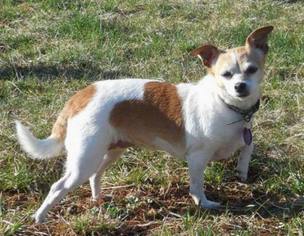 Chihuahua Dogs for adoption in Greenville, SC, USA