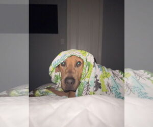 Labrador Retriever-Unknown Mix Dogs for adoption in The Woodlands, TX, USA