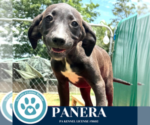 Labrador Retriever-Unknown Mix Dogs for adoption in Kimberton, PA, USA