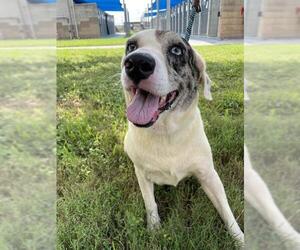 Mutt Dogs for adoption in Corpus Christi, TX, USA