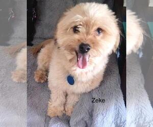 Shih Tzu-Unknown Mix Dogs for adoption in Colorado Springs, CO, USA