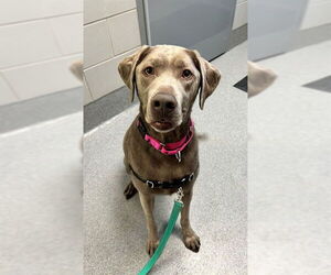 Labrador Retriever Dogs for adoption in Waterford, VA, USA