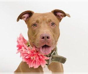 American Staffordshire Terrier-Unknown Mix Dogs for adoption in Ocoee, FL, USA