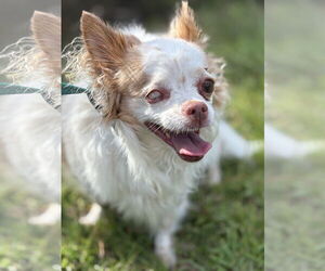 Papillon Dogs for adoption in Mount Pleasant, SC, USA