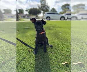 Whippet Dogs for adoption in Menifee, CA, USA