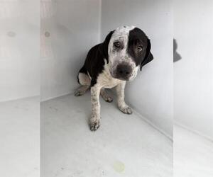 Black Mouth Cur Dogs for adoption in Houston, TX, USA
