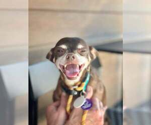 Chihuahua-Unknown Mix Dogs for adoption in Pittsburg, CA, USA