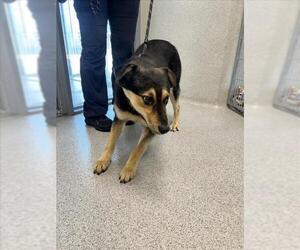 German Shepherd Dog-Unknown Mix Dogs for adoption in Tracy, CA, USA