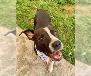 American Pit Bull Terrier-Unknown Mix Dogs for adoption in Tulsa, OK, USA