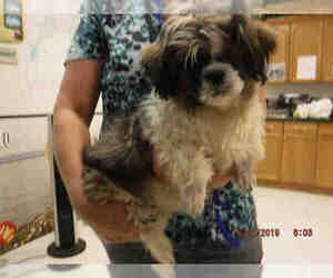Shih Tzu Dogs for adoption in Oroville, CA, USA